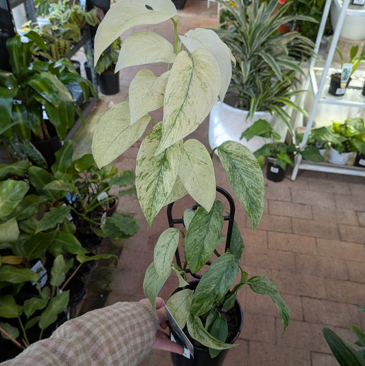 Monstera Laniata Variegated 125mm