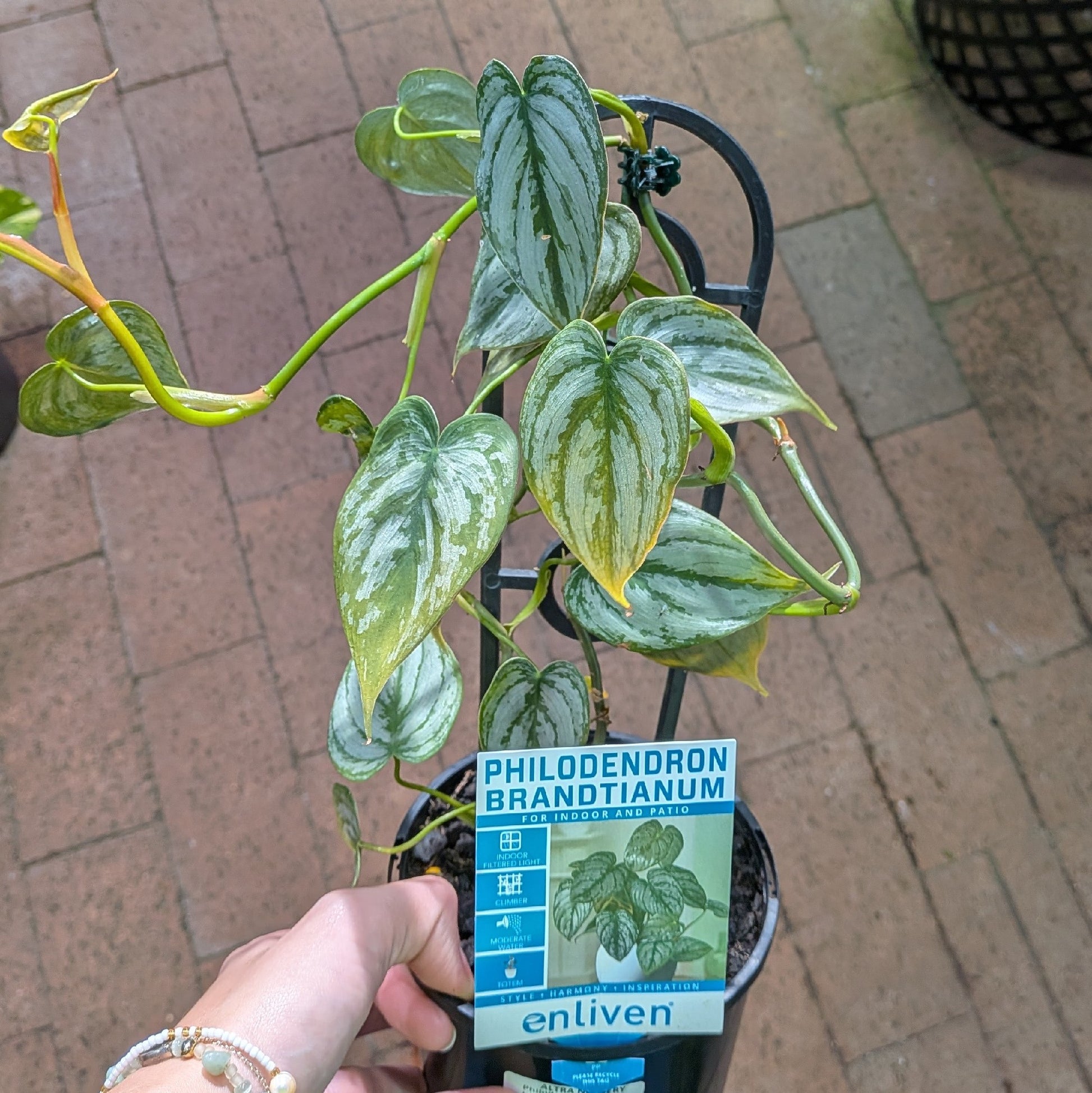 Philodendron Brandtianum 125mm 