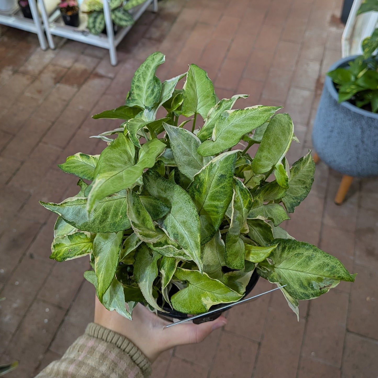 Syngonium Starlite130mm
