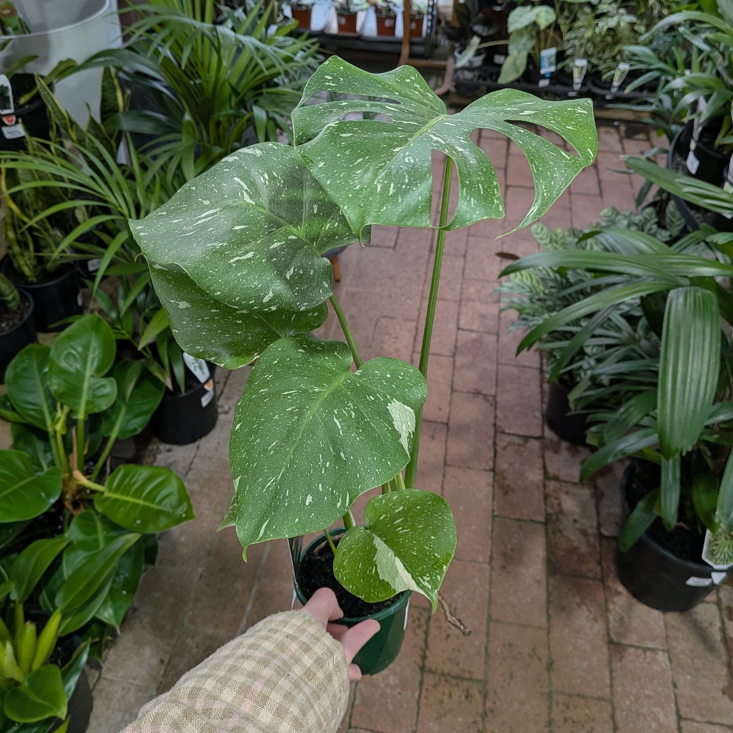 Monstera Thai Constellation 100mm