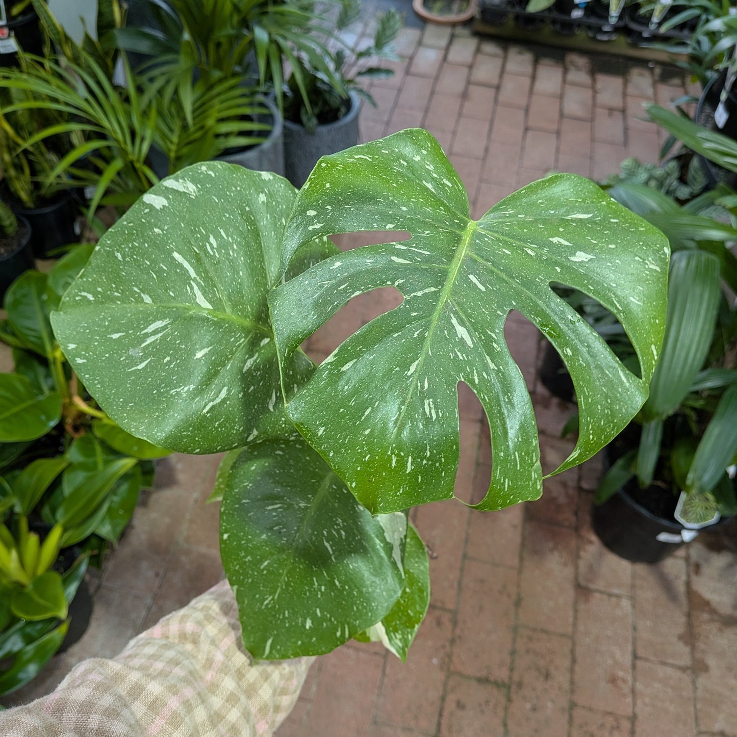 Monstera Thai Constellation 100mm