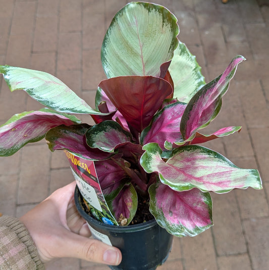 Calathea Purple Rose 100mm