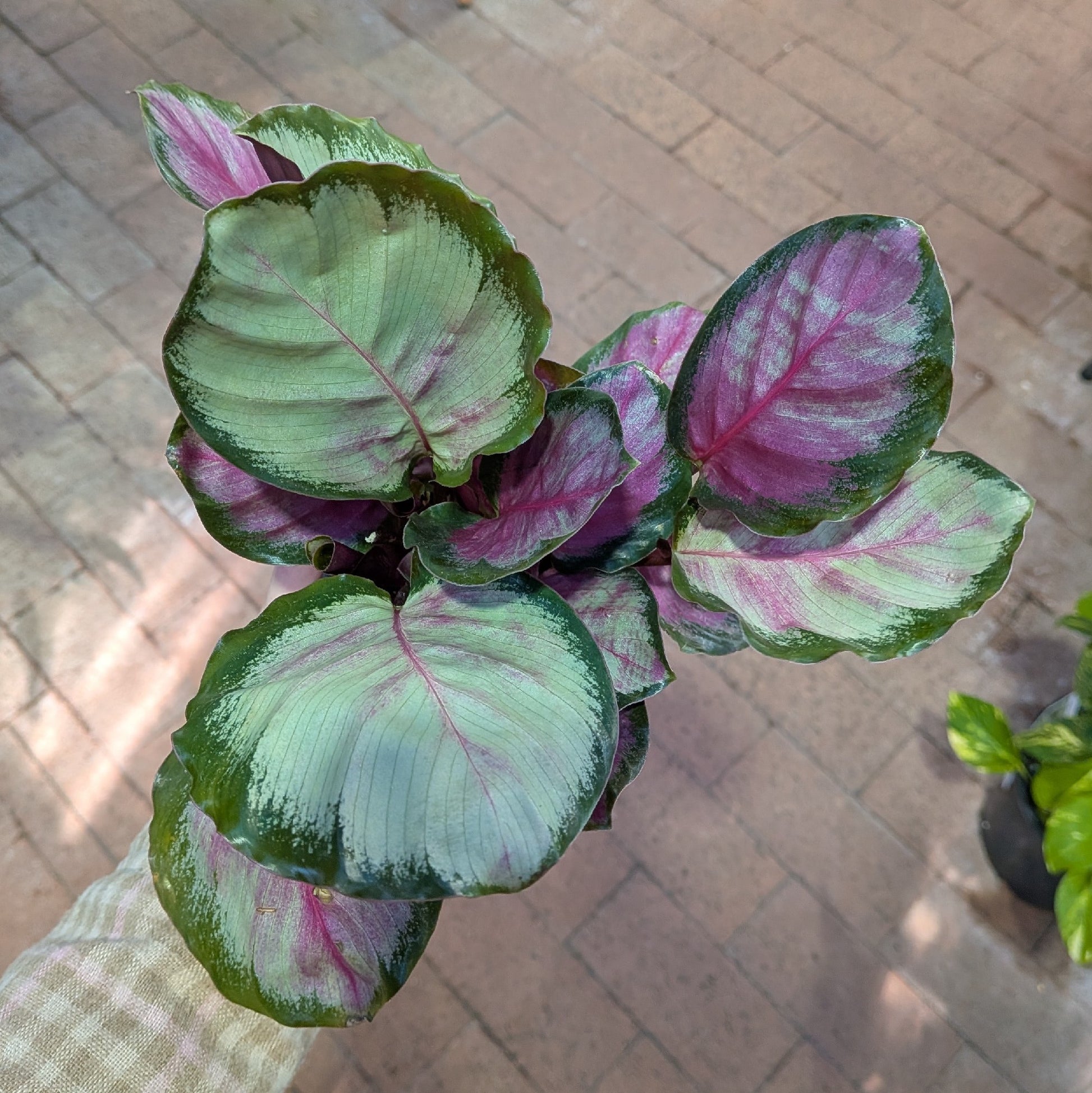 Calathea Purple Rose 100mm