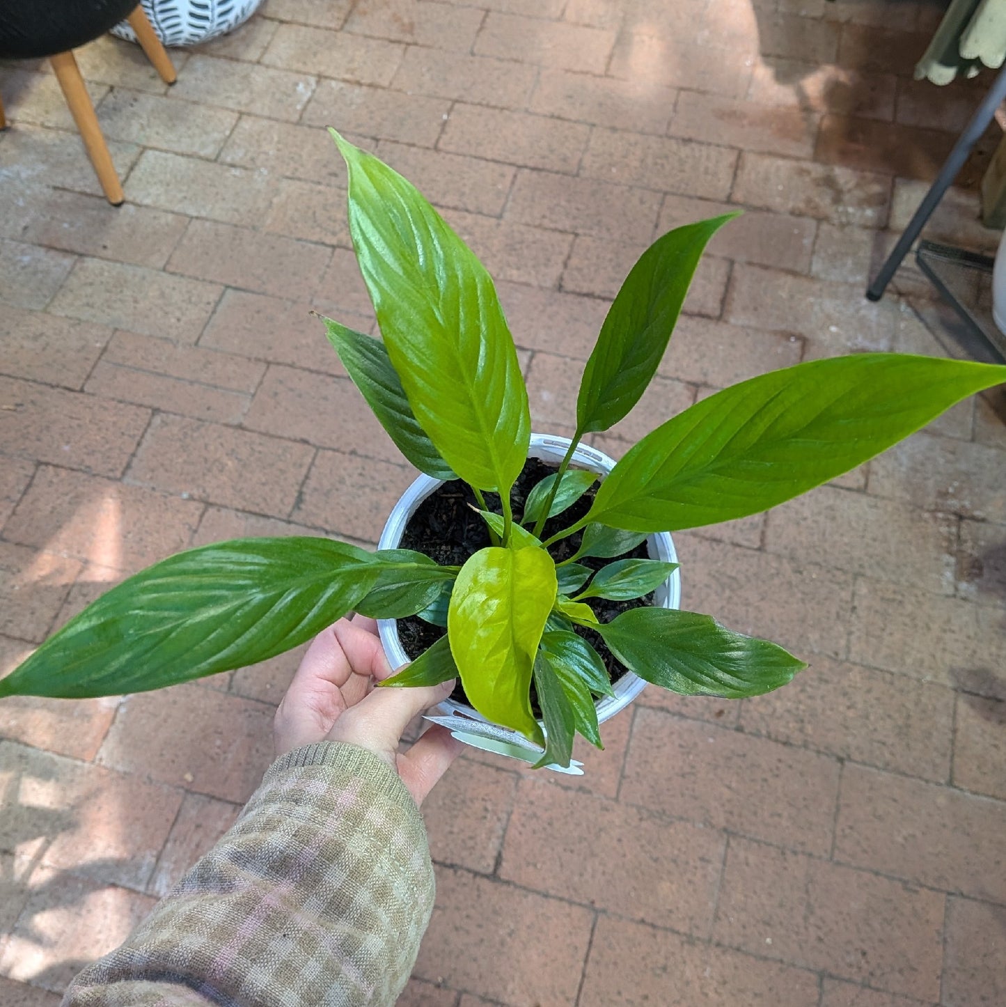Spathiphyllum Super Petite 130mm