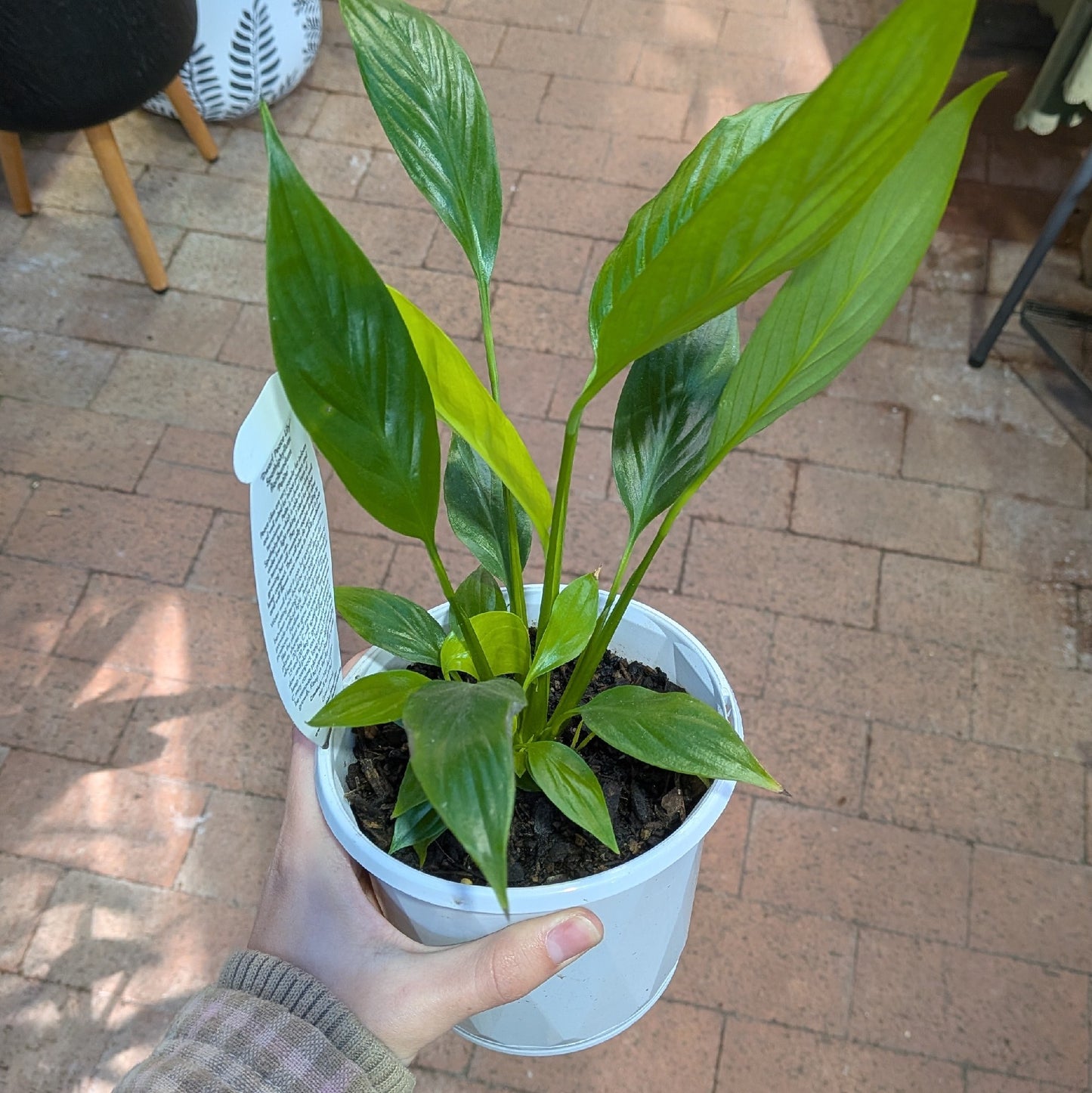 Spathiphyllum Super Petite 130mm