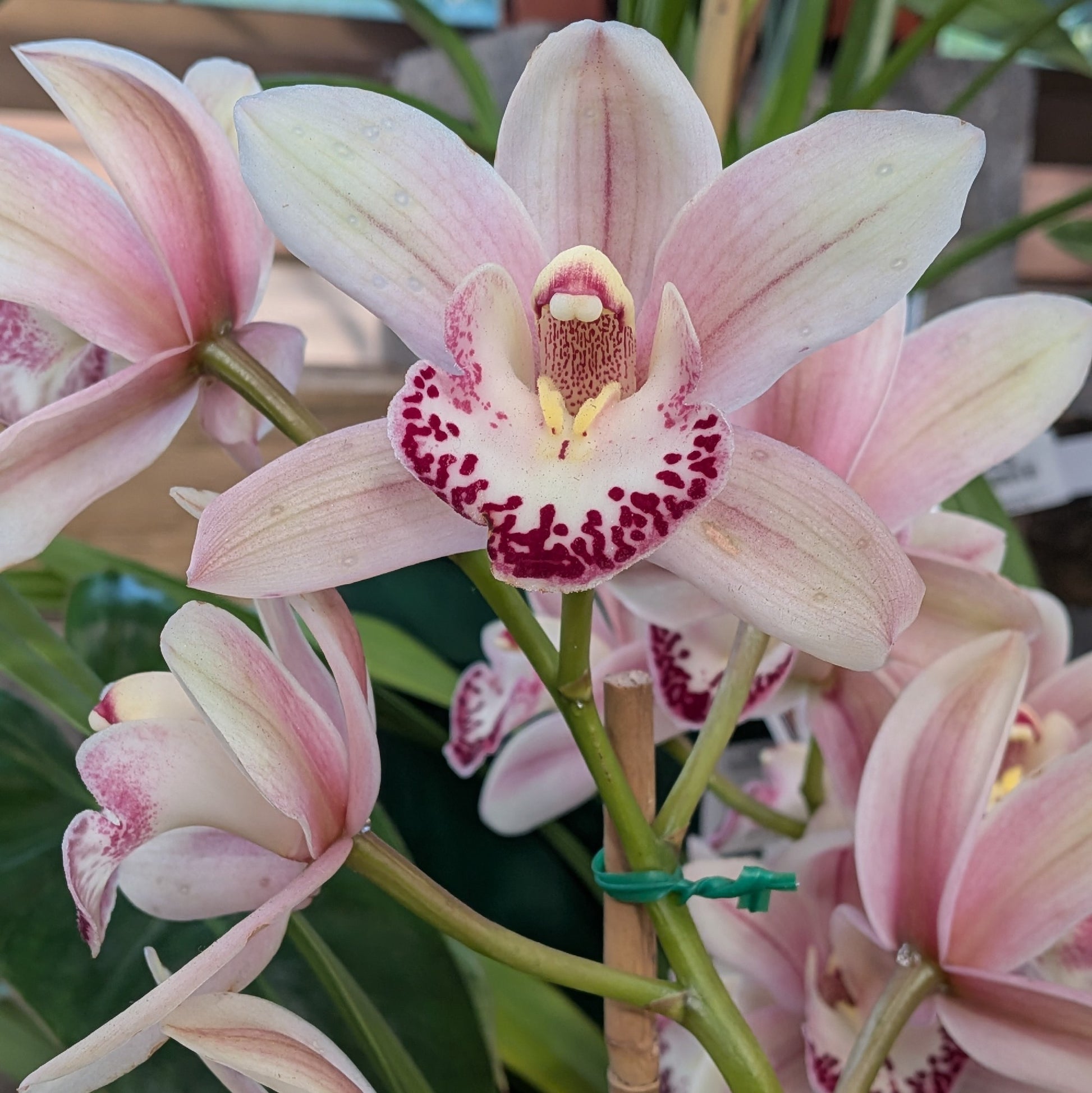 Cymbidium Orchid 75