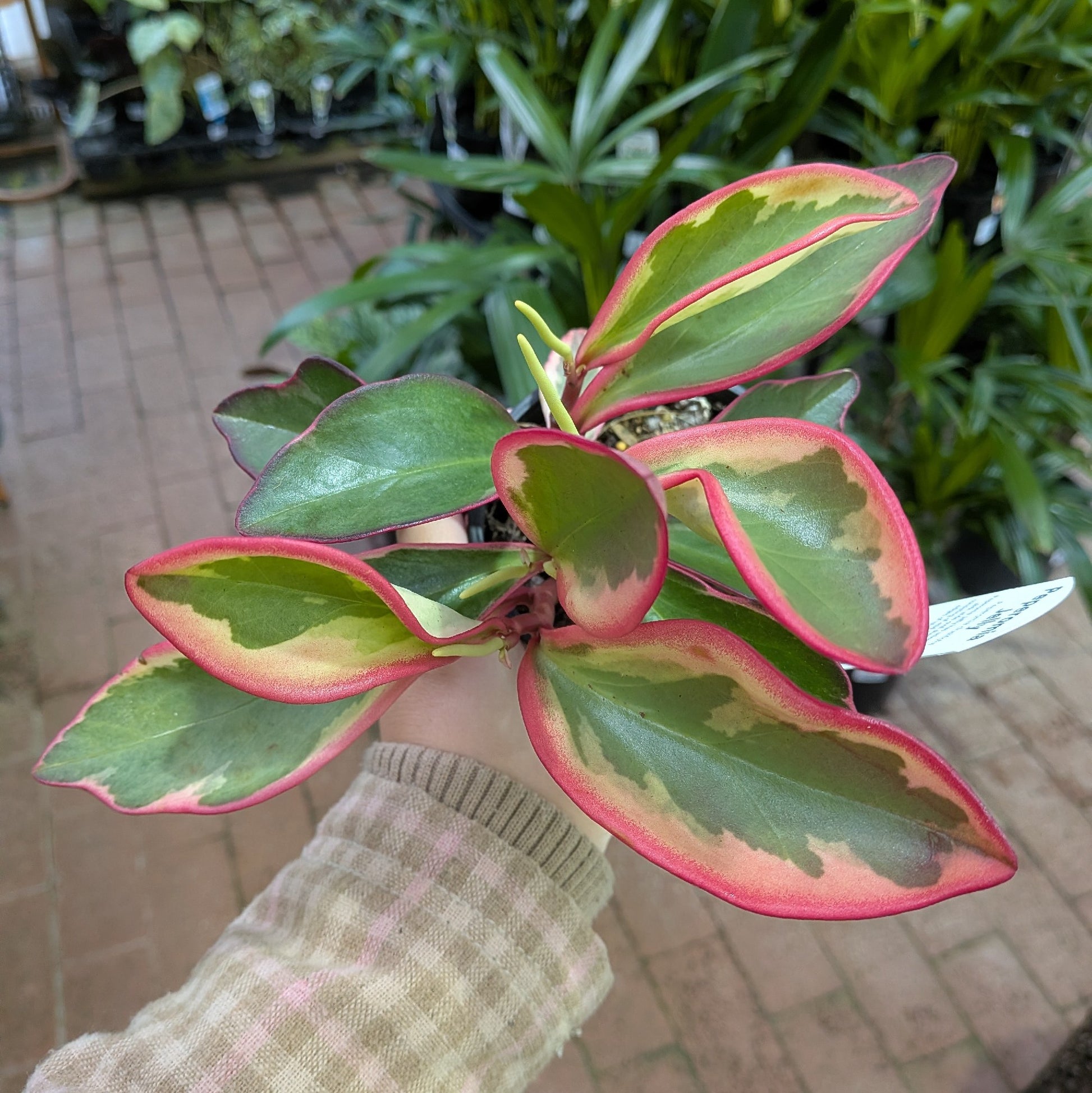 Peperomia Clusiifolia Tricolour 100mm