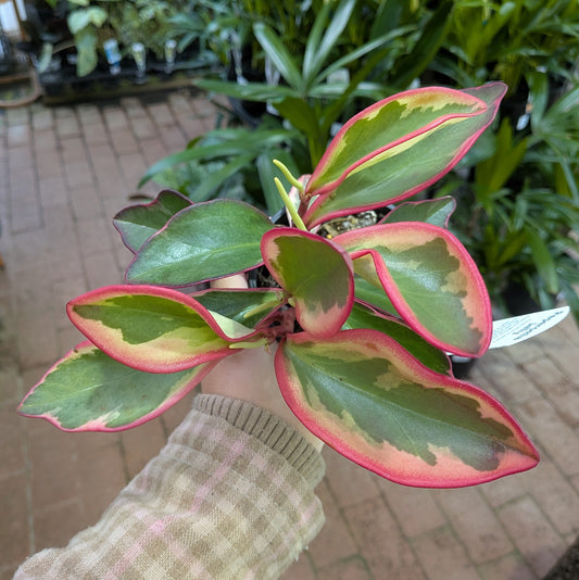 Peperomia Clusiifolia Tricolour 100mm