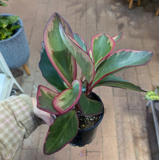 Peperomia Clusiifolia Tricolour 100mm