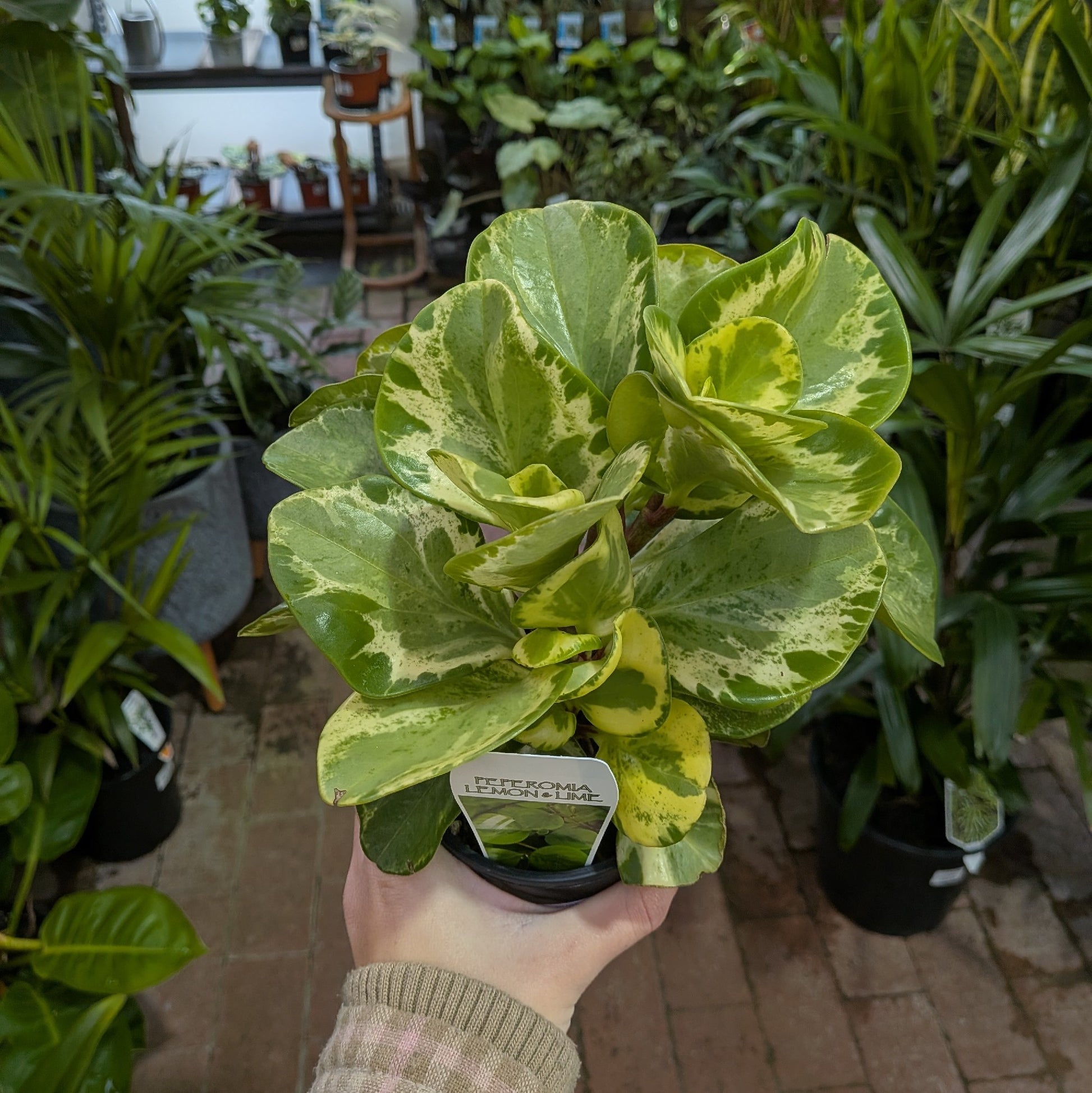 Peperomia Green Gold 100mm