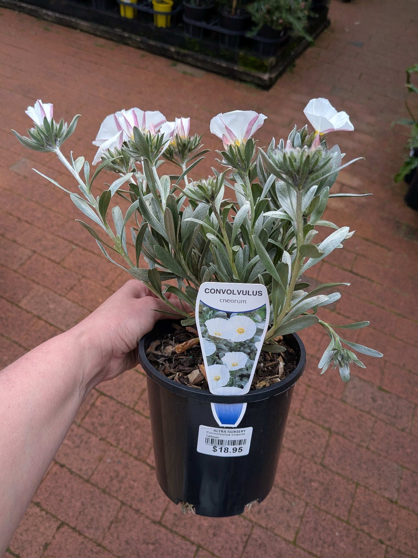 Convolvulus Cneorm 140mm