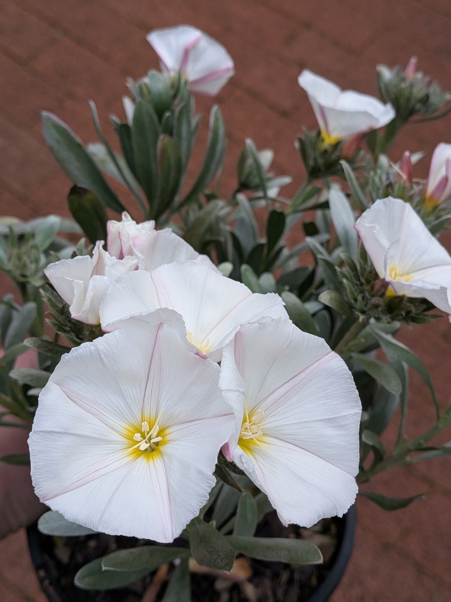 Convolvulus Cneorm 140mm