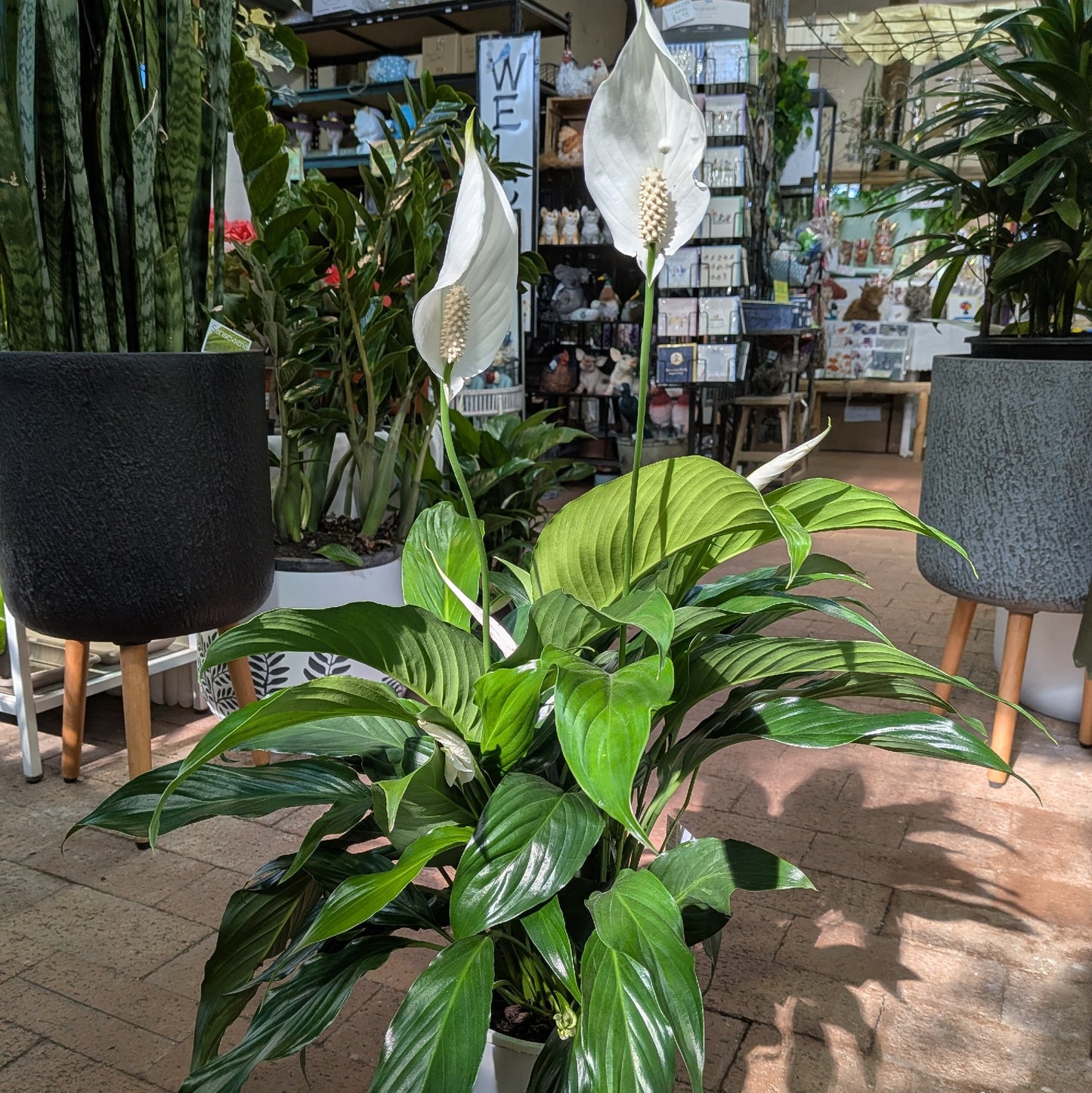 Spathiphyllum 190mm