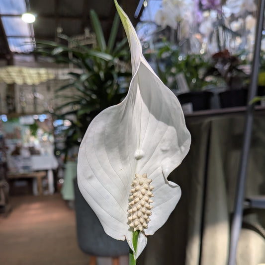Spathiphyllum 190mm