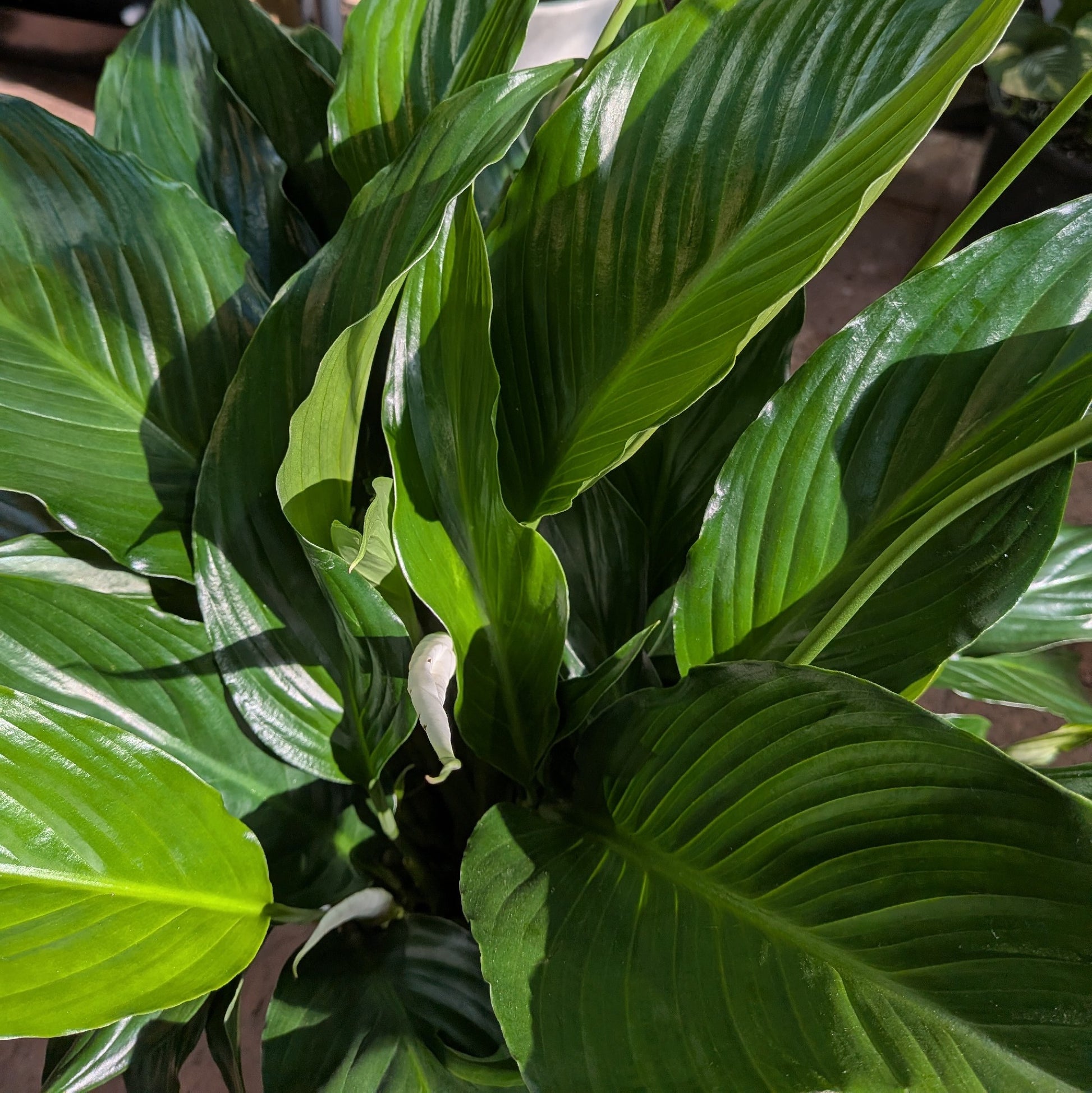 Spathiphyllum 190mm