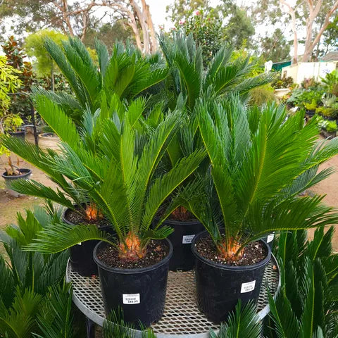 Cycas Revoluta 200mm