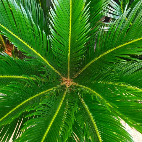 Cycas Revoluta 300mm