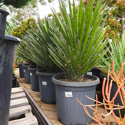 Yucca Filifera 300mm