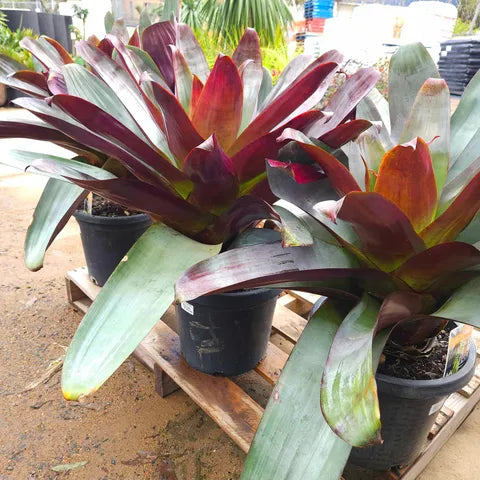 Alcantarea Silver Plum 300mm