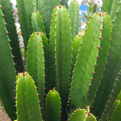 Euphorbia Cowboy 500mm