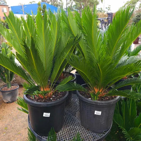 Cycas Revoluta 300mm