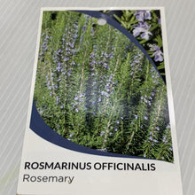 Load image into Gallery viewer, Rosemary officinalis 200mm
