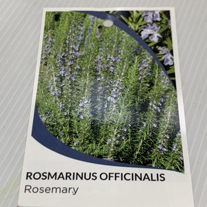 Rosemary officinalis 200mm