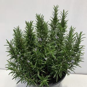 Rosemary officinalis 200mm