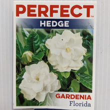 Load image into Gallery viewer, Gardenia Florida 100mm
