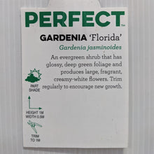 Load image into Gallery viewer, Gardenia Florida 100mm
