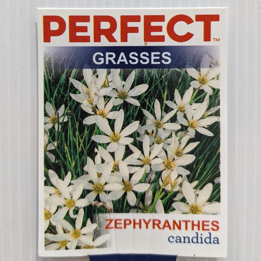 Zephranthes Candida 100mm, photo 2