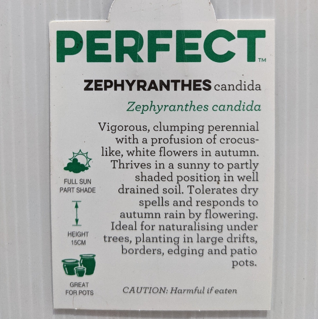 Zephranthes Candida 100mm