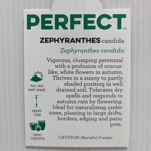 Zephranthes candida 100mm