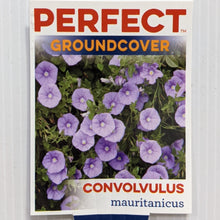 Load image into Gallery viewer, Convolvulus Mauritanicus 100mm
