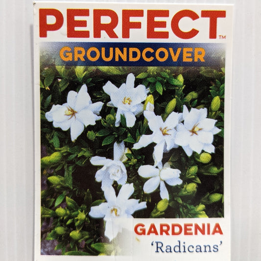 Gardenia Radicans 100mm, photo 2