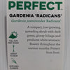 Gardenia radicans 100mm