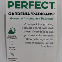 Load image into Gallery viewer, Gardenia radicans 100mm
