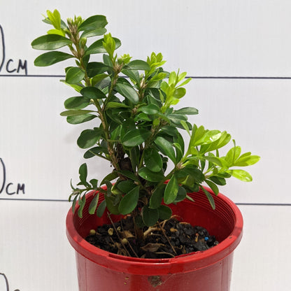 Buxus Microphylla Microphylla 100mm