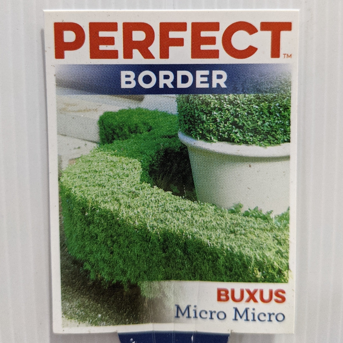 Buxus Microphylla Microphylla 100mm