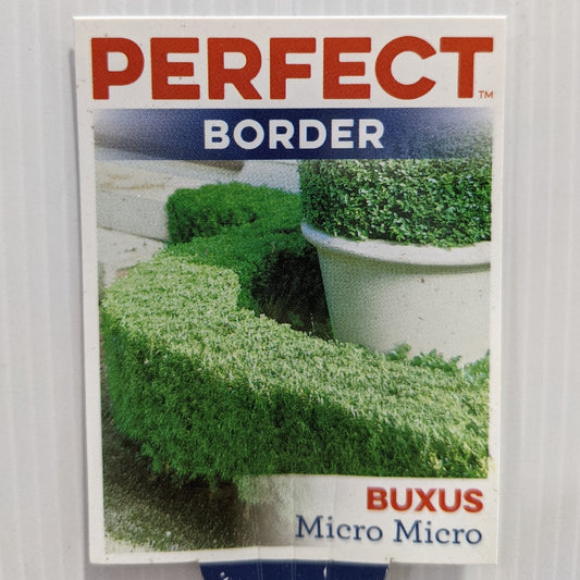 Buxus Microphylla Microphylla 100mm, photo 2