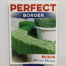 Load image into Gallery viewer, Buxus microphylla microphylla 100mm
