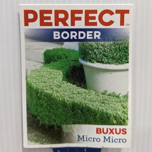 Buxus microphylla microphylla 100mm