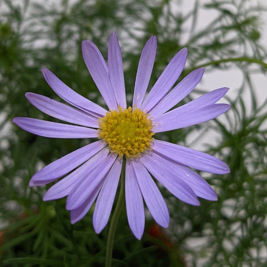 Brachyscome Multifida 100mm, photo 2