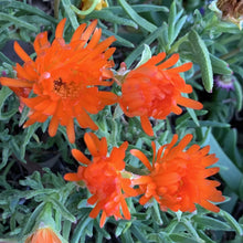 Load image into Gallery viewer, Mesembryanthemum Orange 100mm
