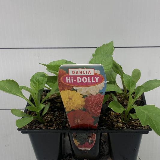 Dahlia Hi Dolly Seedlings