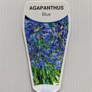 Agapanthus blue 100mm