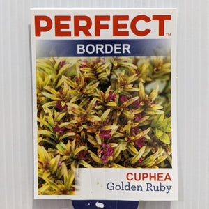 Cuphea Gold Ruby 100mm