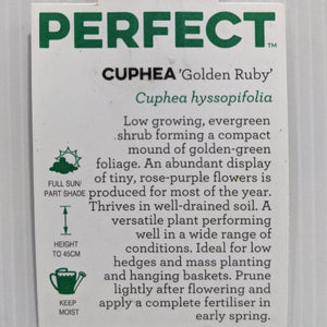 Cuphea Gold Ruby 100mm