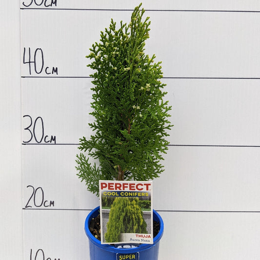 Thuja Aurea Nana 100mm