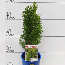 Load image into Gallery viewer, Thuja aurea nana 100mm
